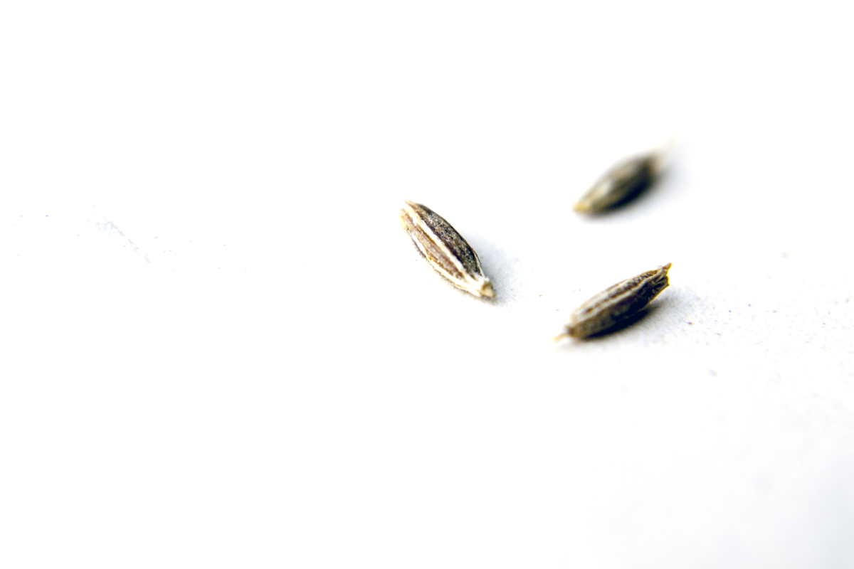 Cumin du Rajasthan - bio