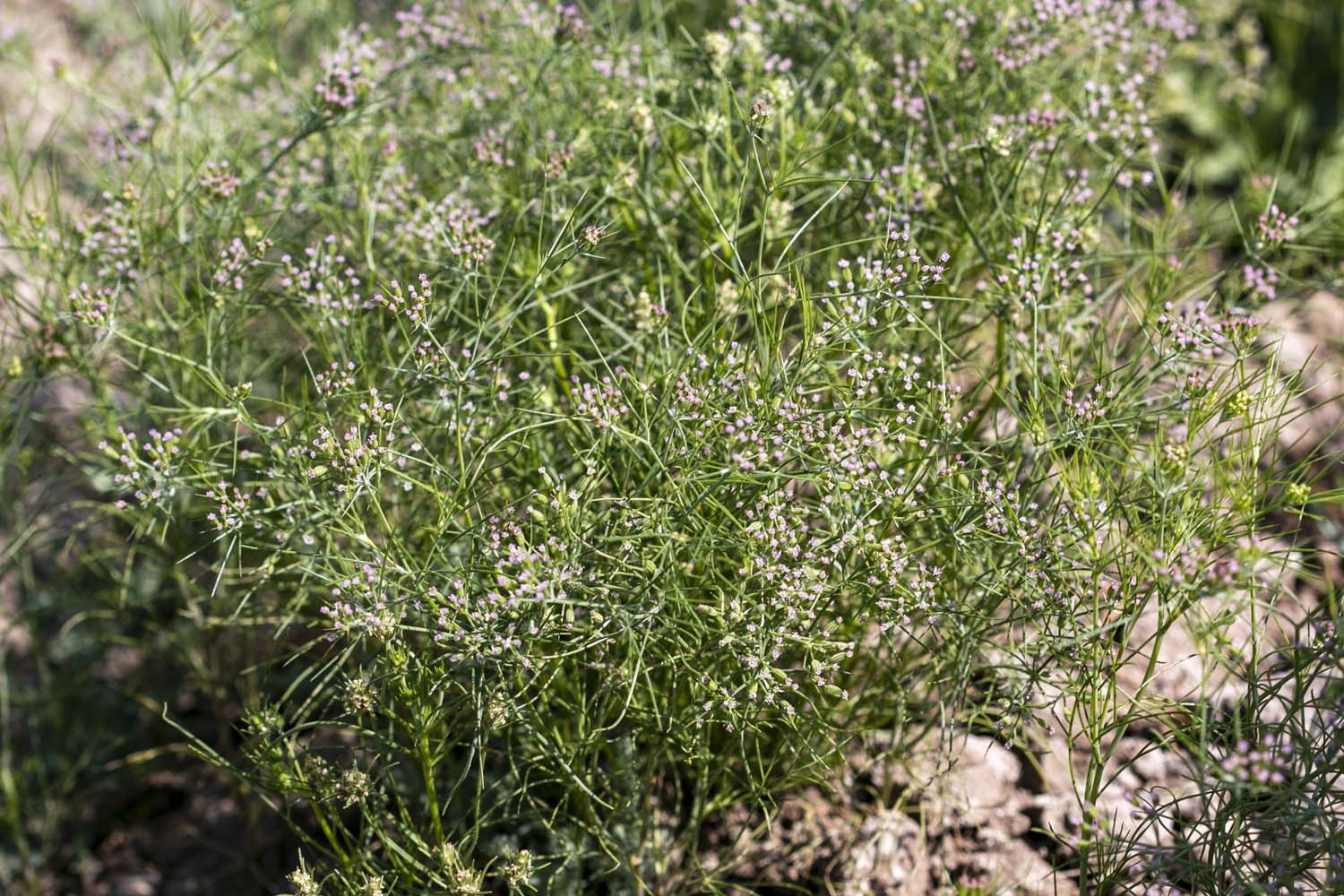 Cumin du Rajasthan - bio