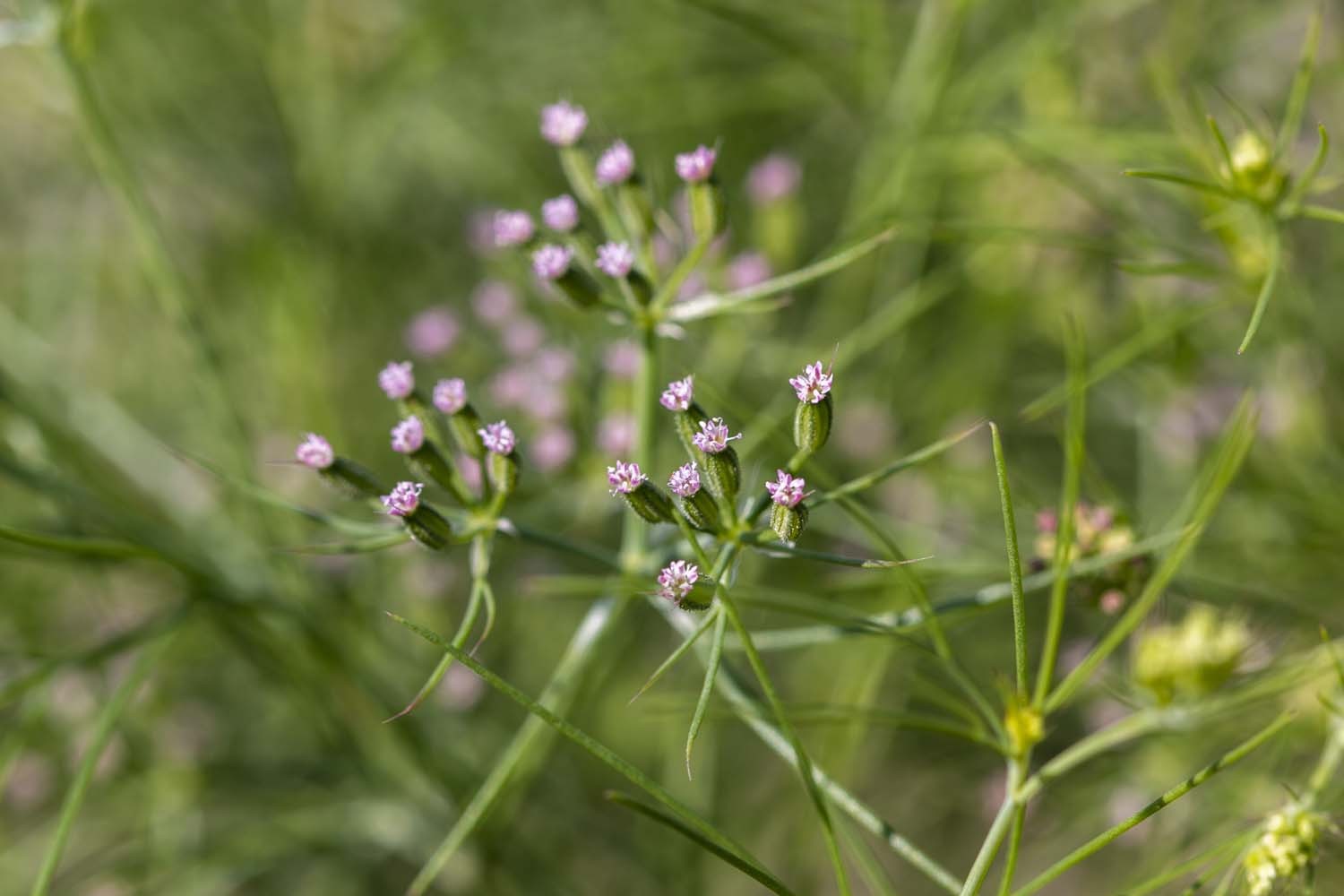 Cumin du Rajasthan - bio