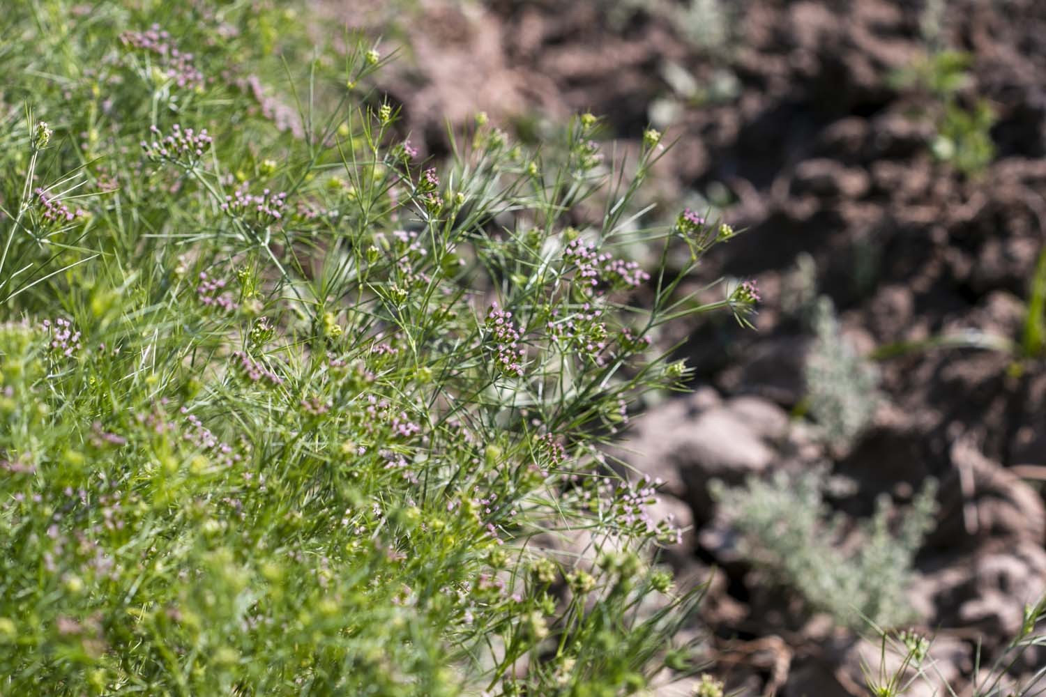 Cumin du Rajasthan - bio