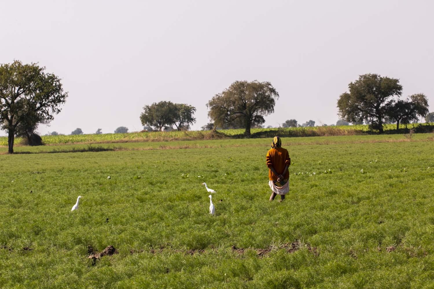 Cumin du Rajasthan - bio