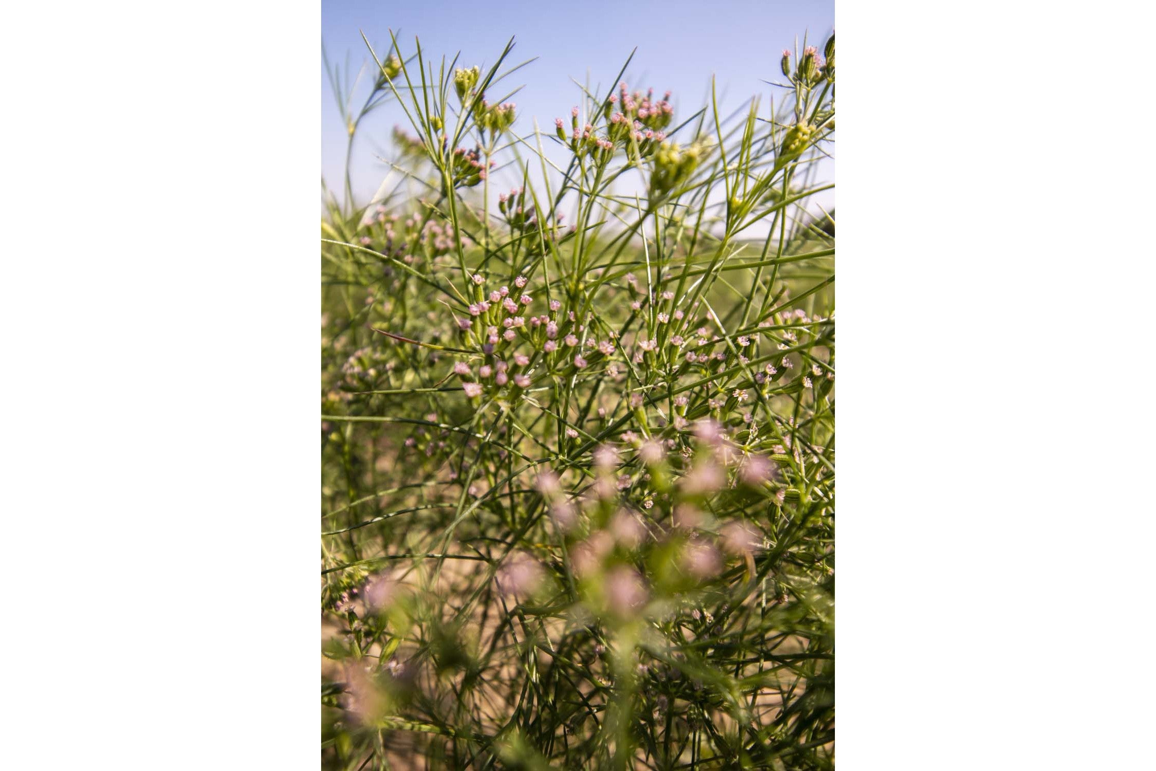 Cumin du Rajasthan - bio