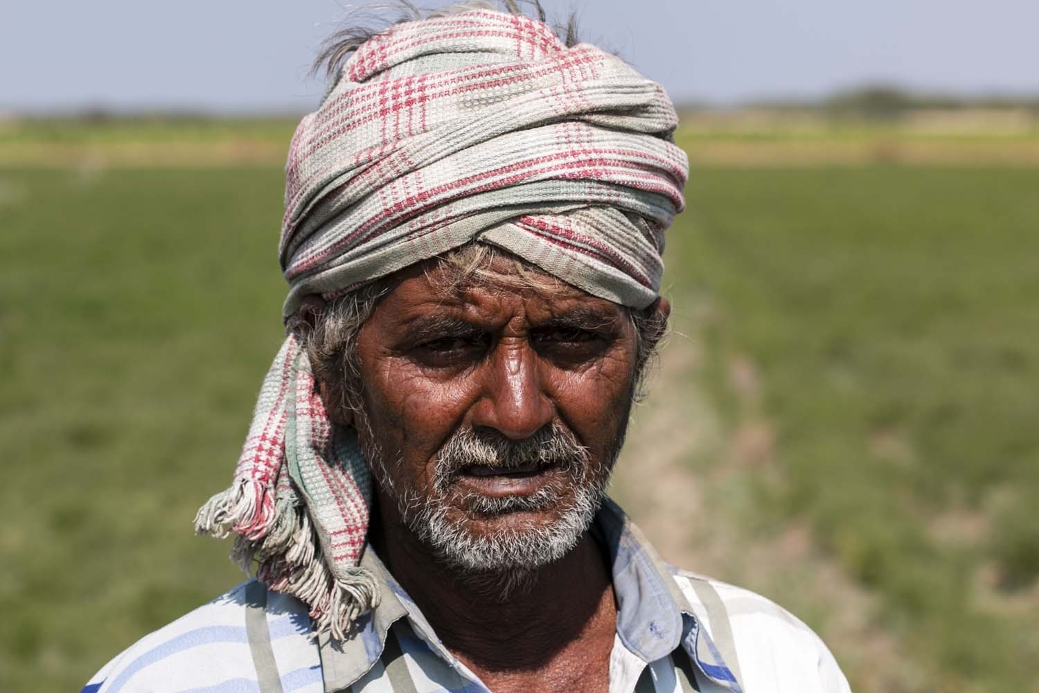 Cumin du Rajasthan - bio