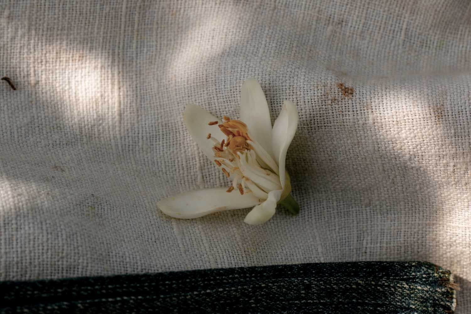 Kit - La fleur d'oranger, dix façons de la préparer