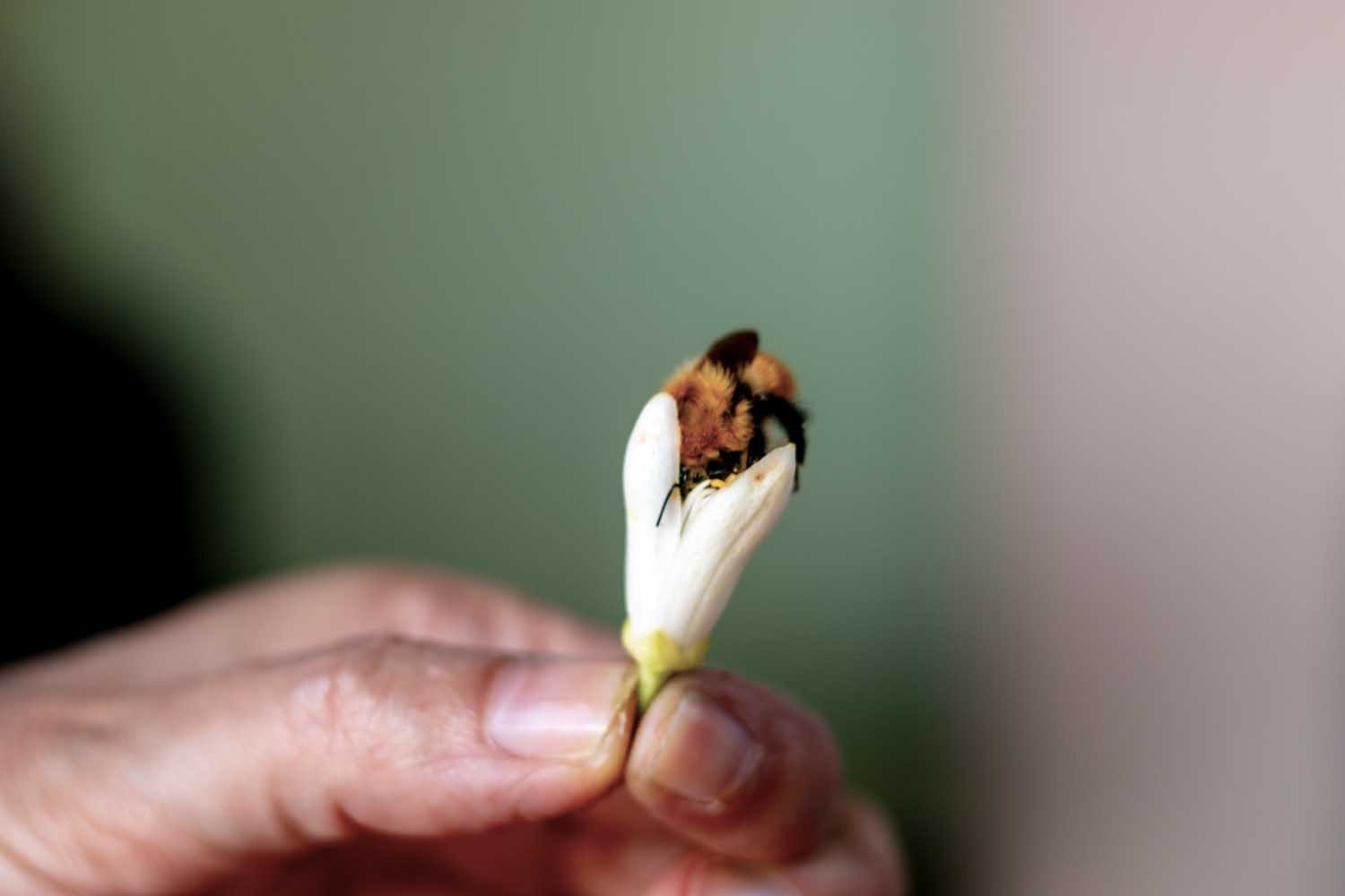 Kit - La fleur d'oranger, dix façons de la préparer