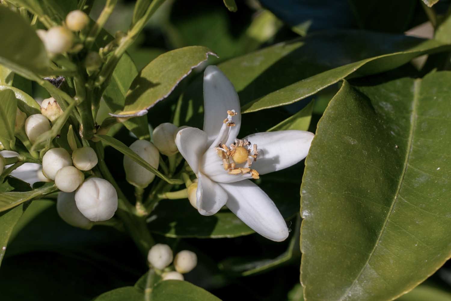 Kit - La fleur d'oranger, dix façons de la préparer