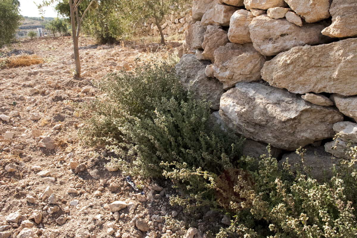 Kit - Le zaatar, dix façons de le préparer