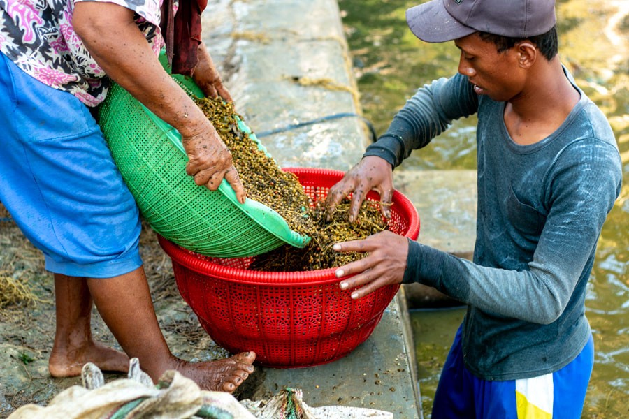 Poivre blanc de Sulawesi – bio