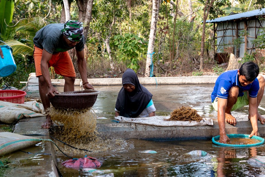 Poivre blanc de Sulawesi – bio