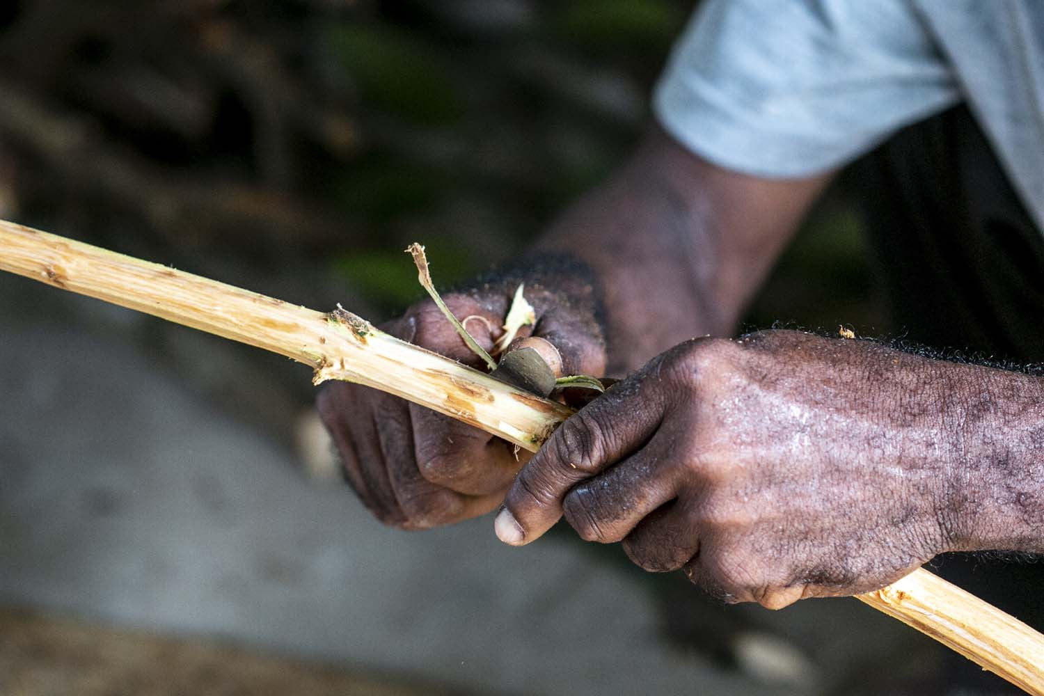 Cannelle vraie de Zanzibar - bio