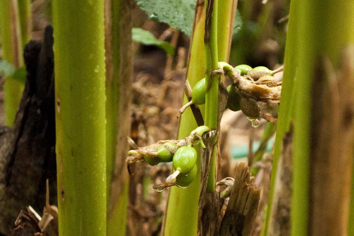 Cardamome verte du Kerala – bio et sauvage