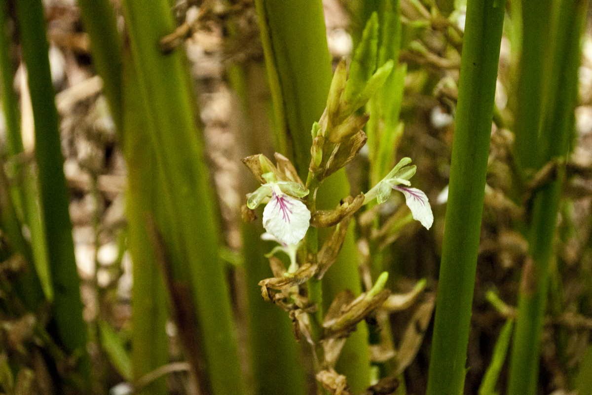 Cardamome verte du Kerala – bio et sauvage