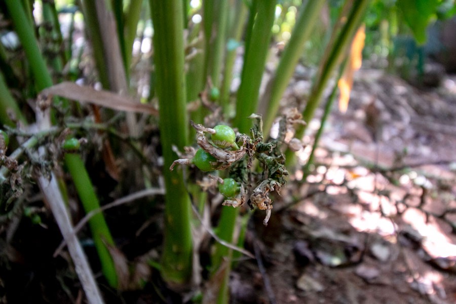 Cardamome verte du Kerala – bio et sauvage