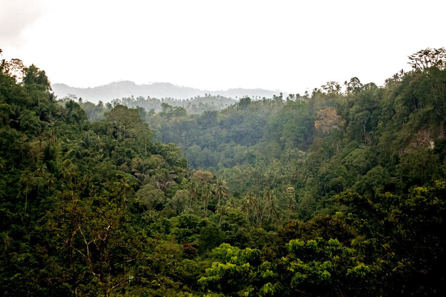 Girofle de Sulawesi – bio