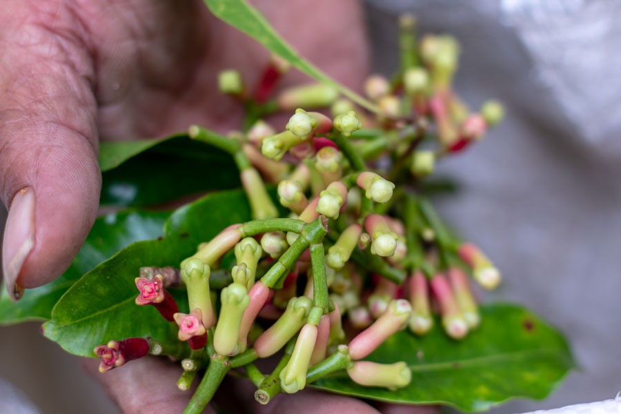 Girofle de Sulawesi – bio