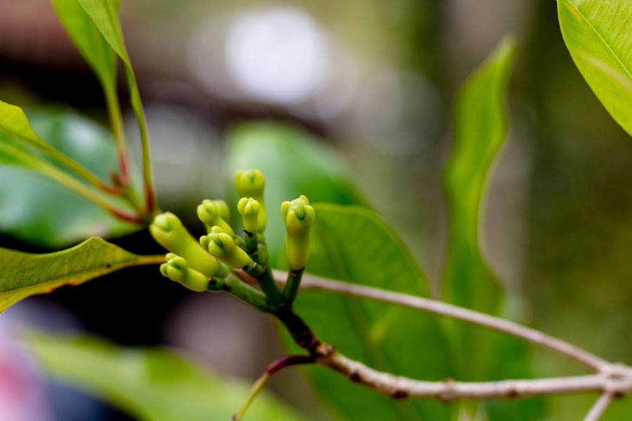 Girofle de Sulawesi – bio