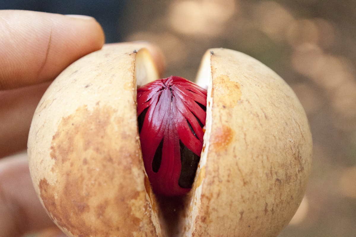 Muscade de Sulawesi – bio