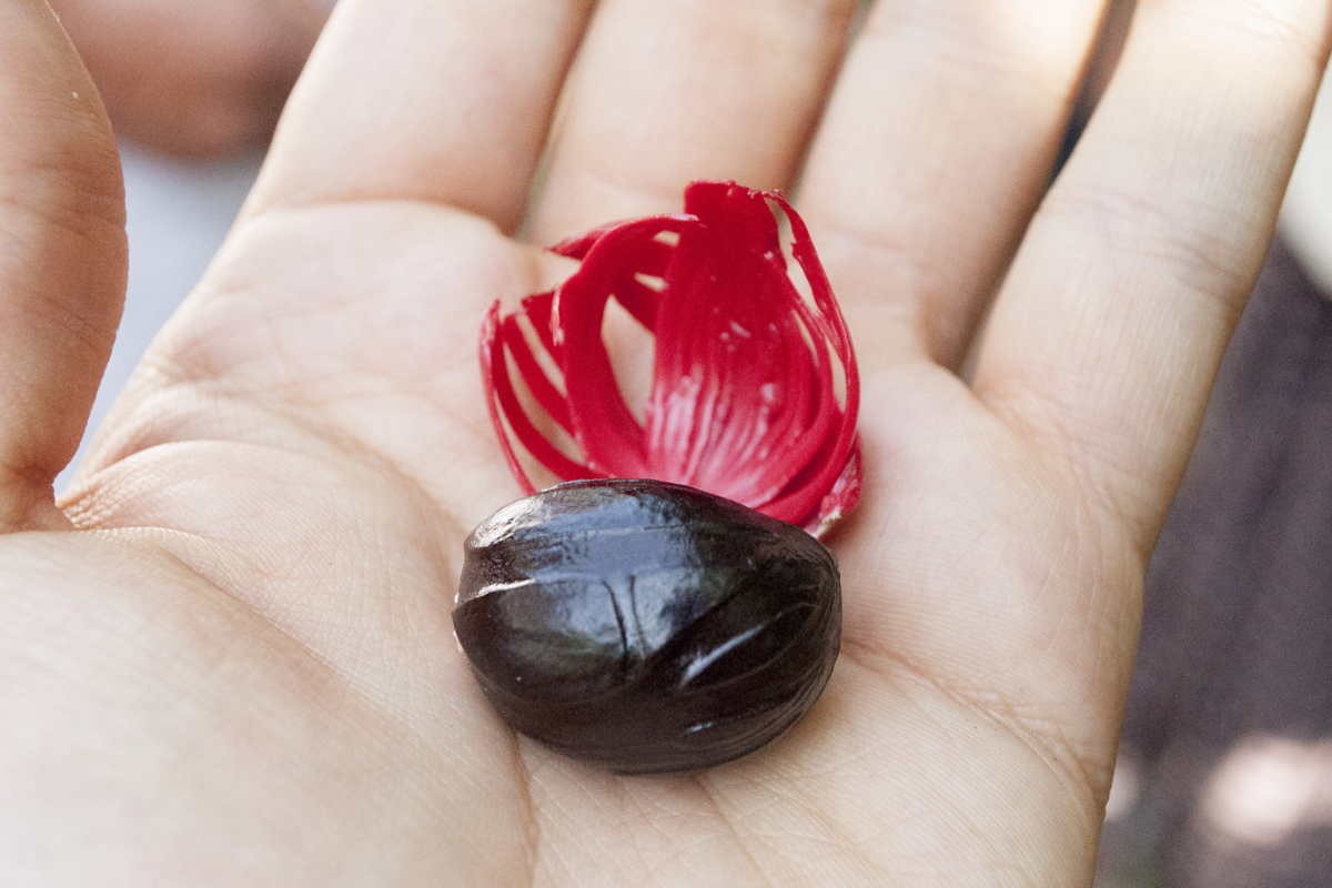 Muscade de Sulawesi – bio