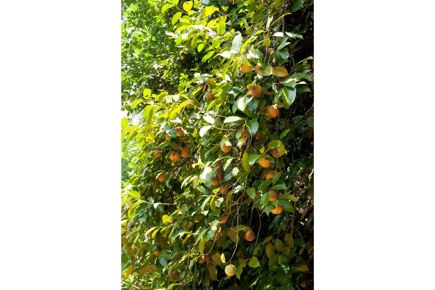 Muscade de Sulawesi – bio
