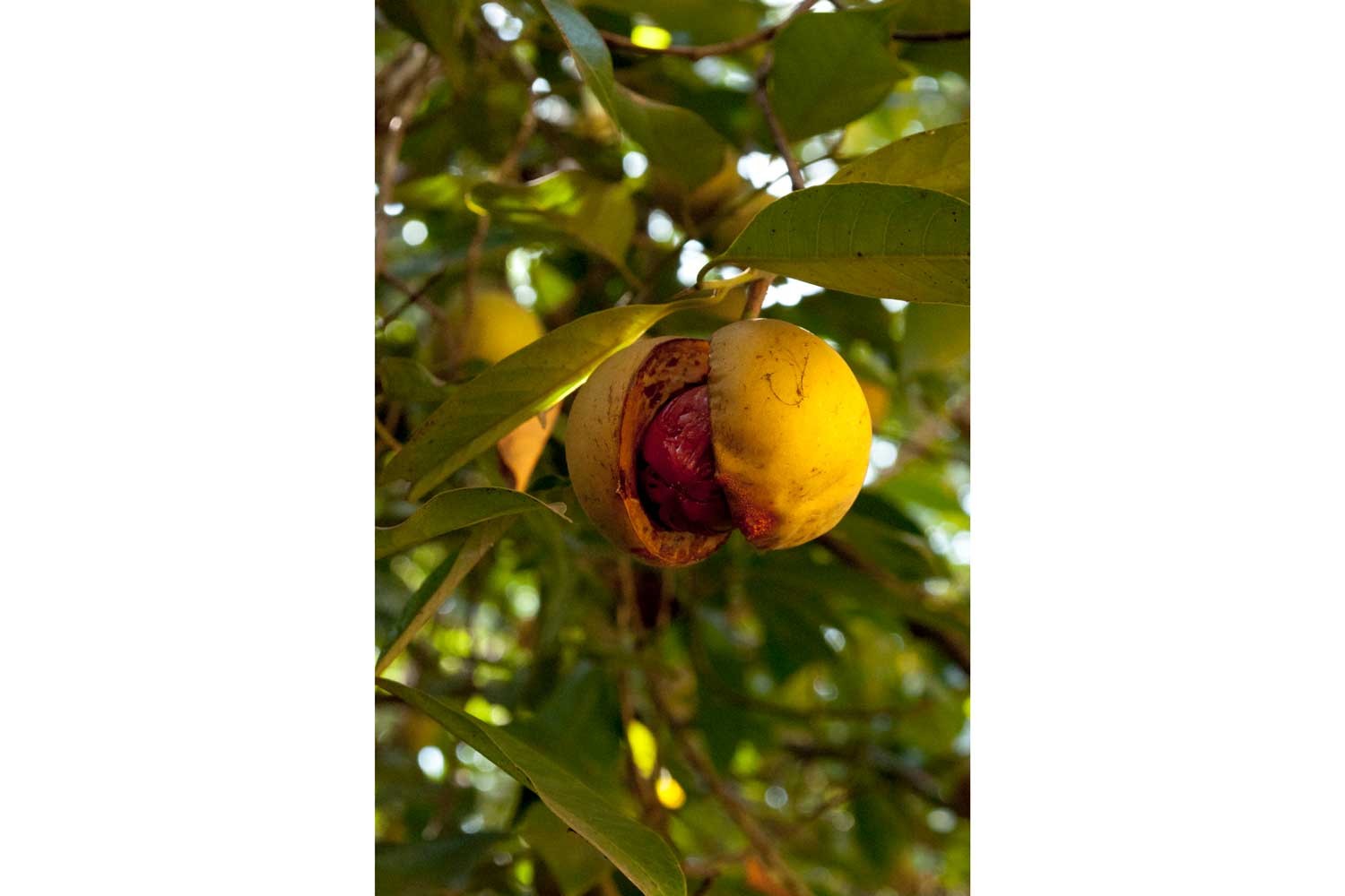Muscade de Sulawesi – bio