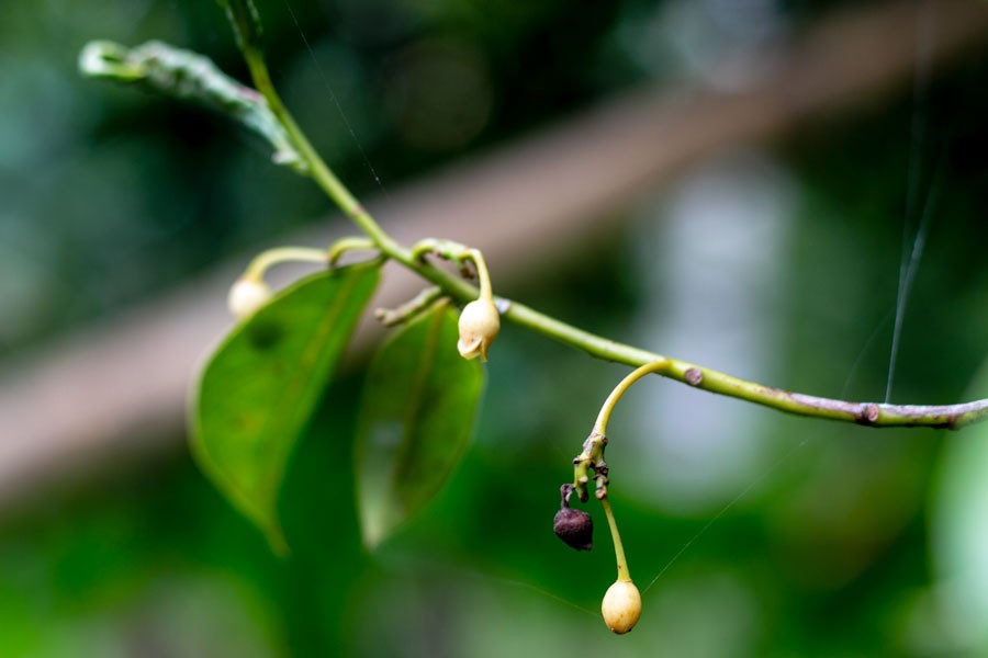 Muscade de Sulawesi – bio