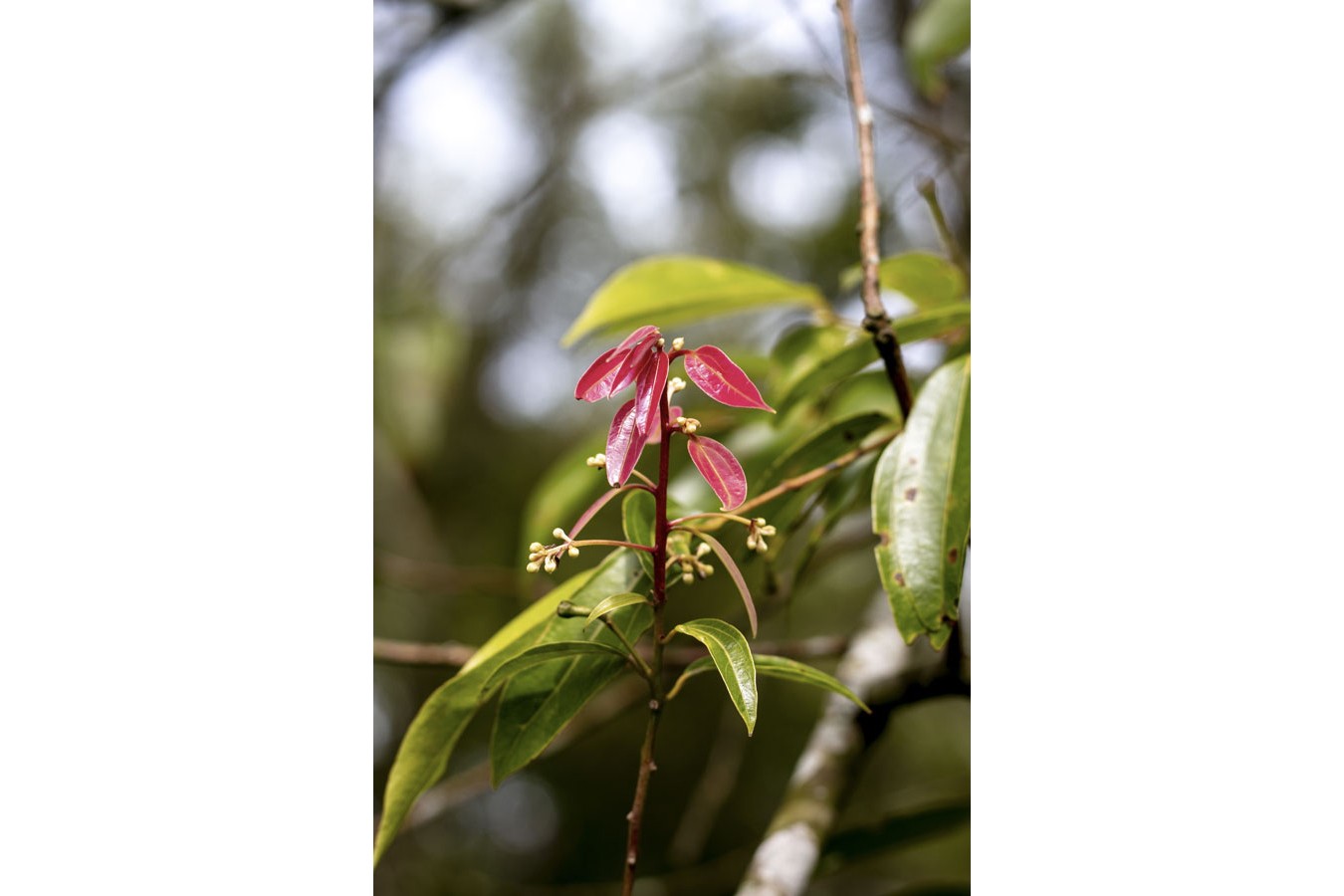 Cannelle cassia de Sulawesi – bio et sauvage