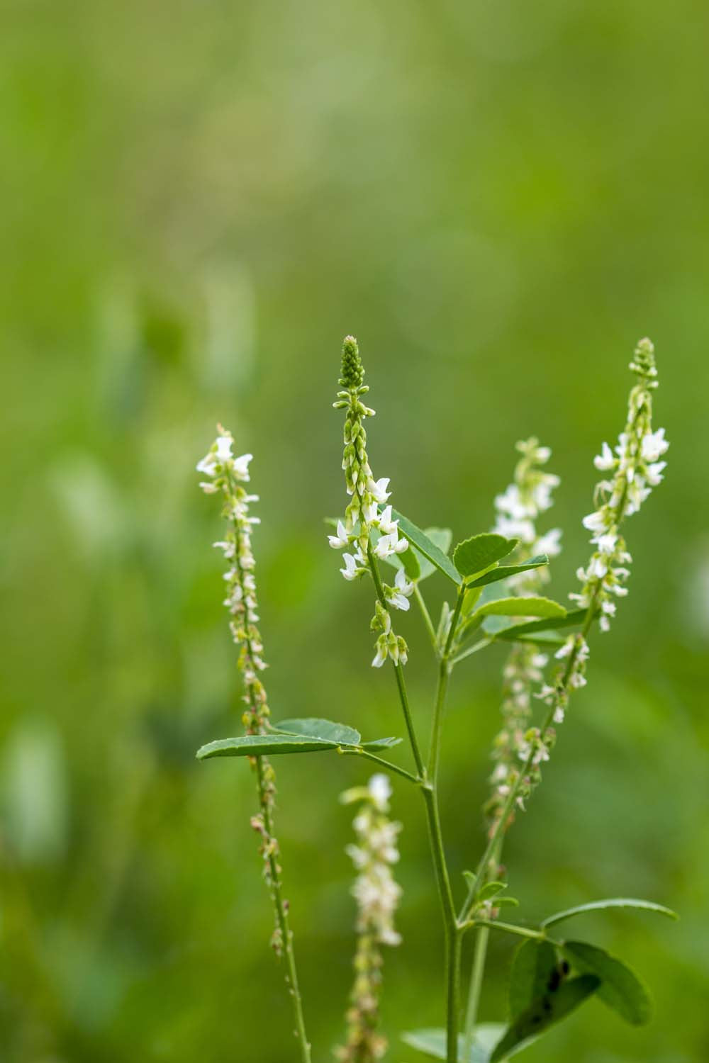 Graines de mélilot du Lot-et-Garonne - bio