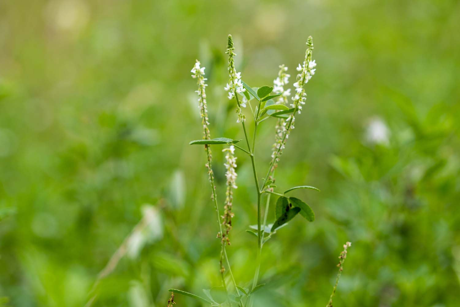 Graines de mélilot du Lot-et-Garonne - bio