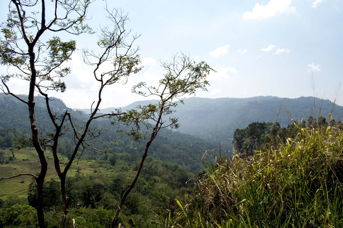 Girofle du Sri Lanka – bio et sauvage