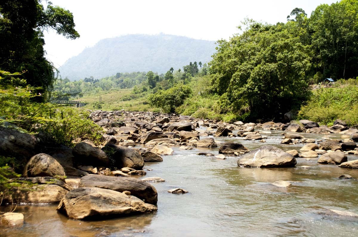 Girofle du Sri Lanka – bio et sauvage