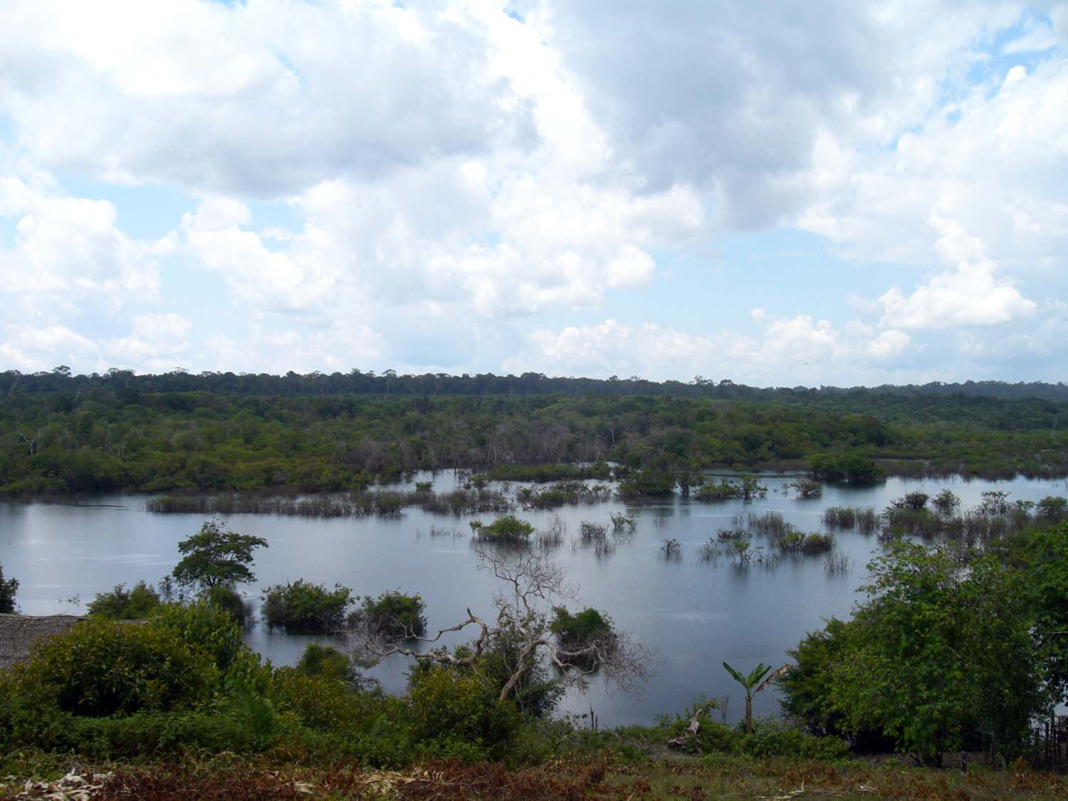 Fève tonka d'Amazonie – sauvage