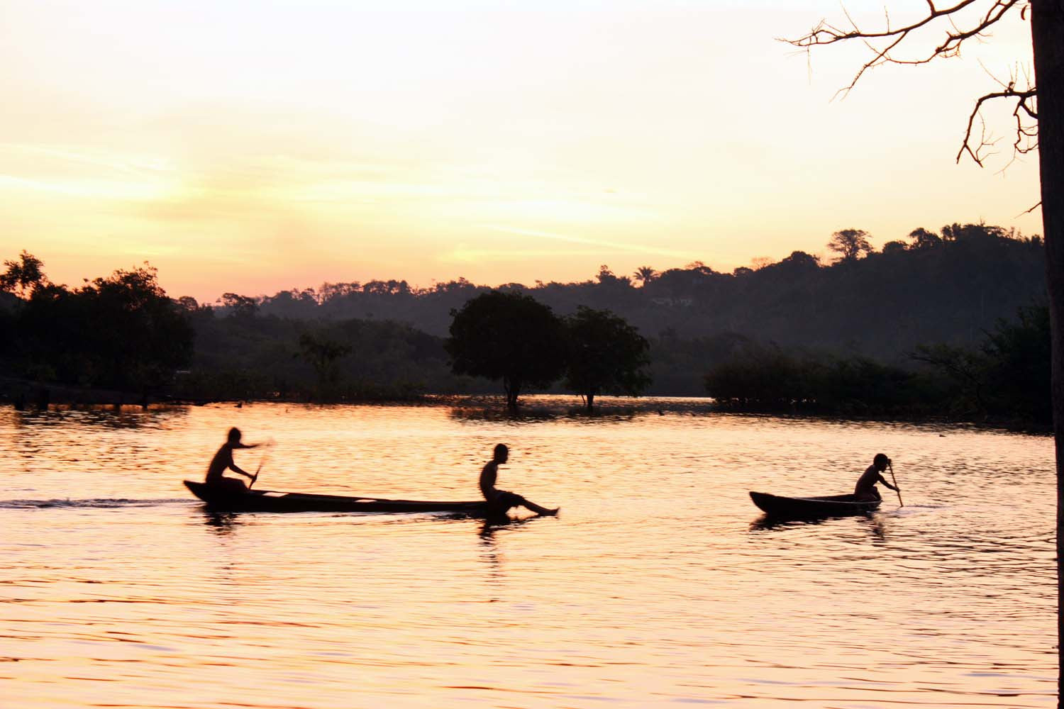 Fève tonka d'Amazonie – sauvage