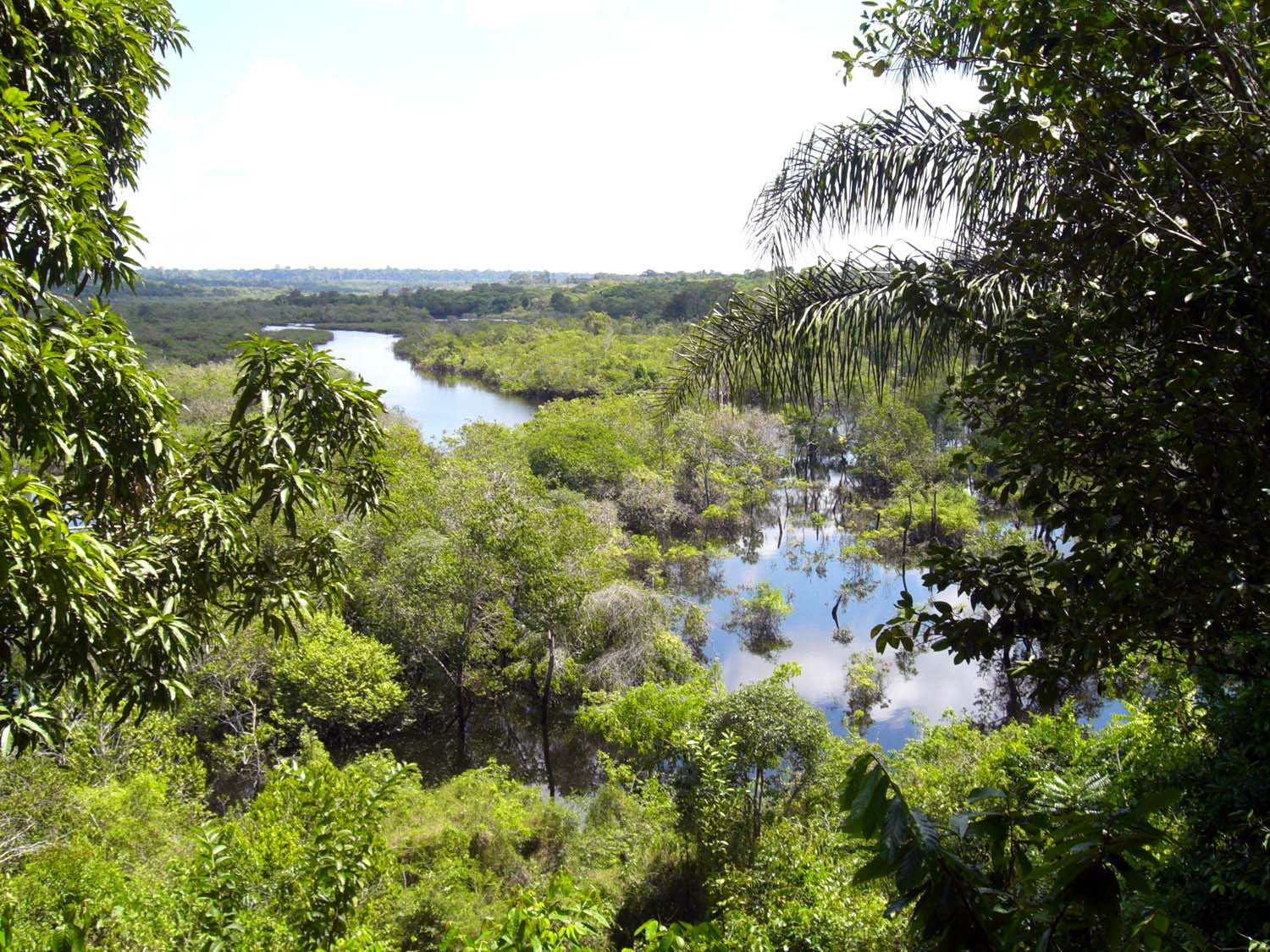 Fève tonka d'Amazonie – sauvage