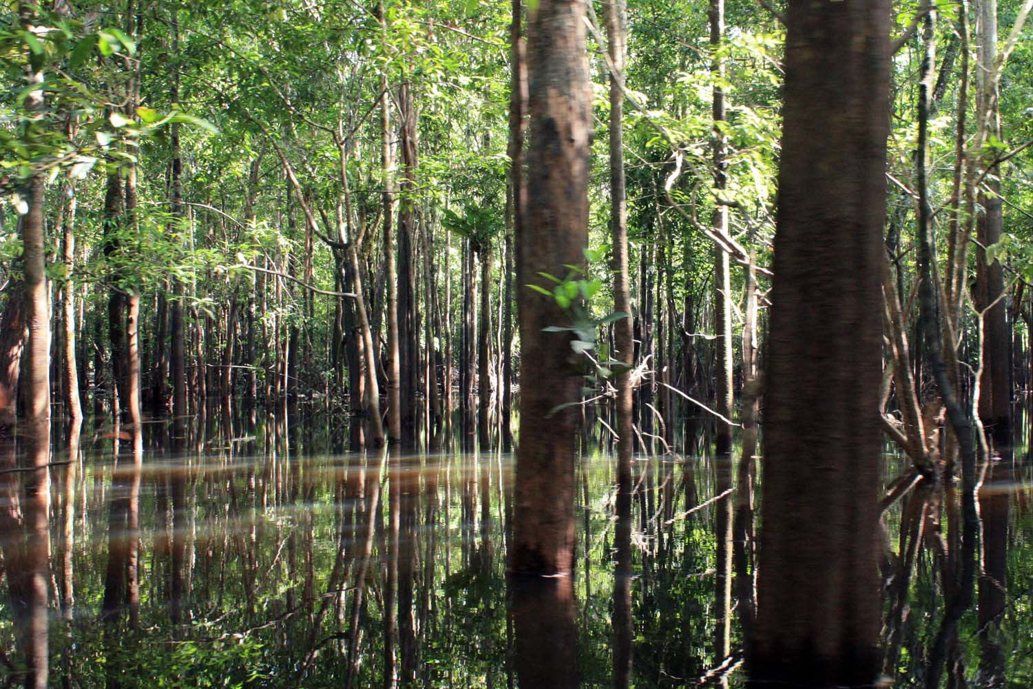 Fève tonka d'Amazonie – sauvage