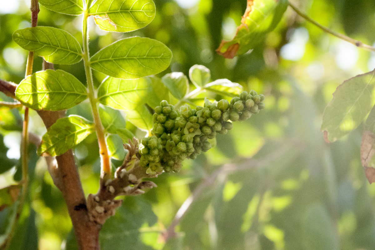 Kit - Le sumac, dix façons de le préparer