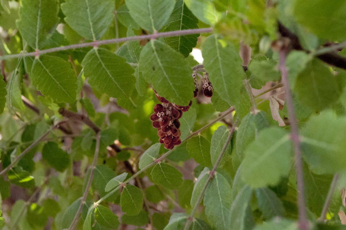 Kit - Le sumac, dix façons de le préparer