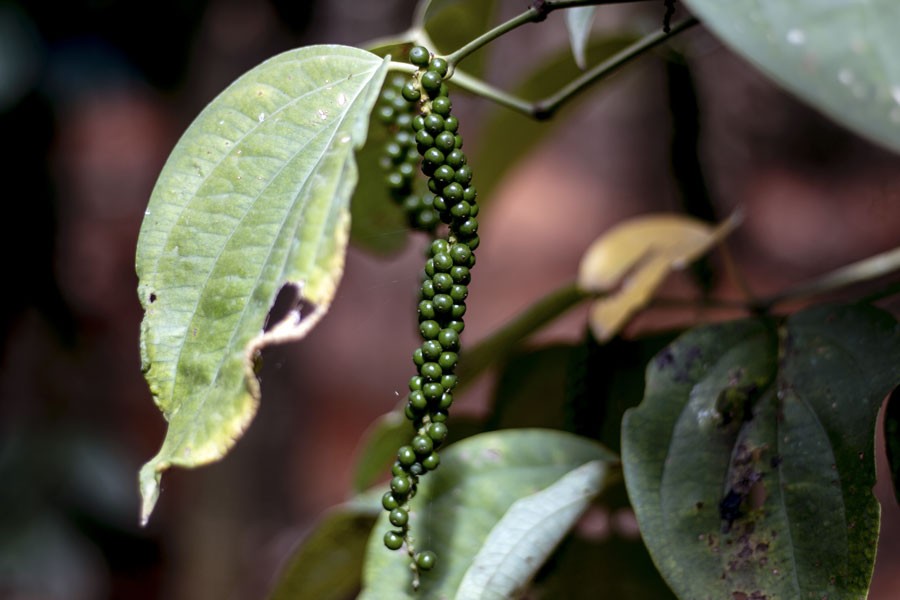 Poivre noir de Tellicherry – bio