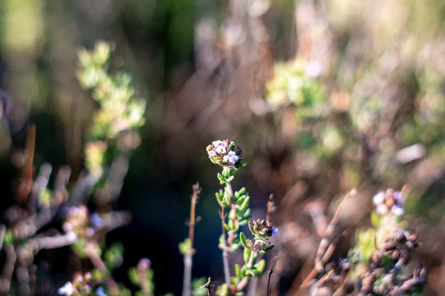 Thym thuyanol du Languedoc – bio et sauvage