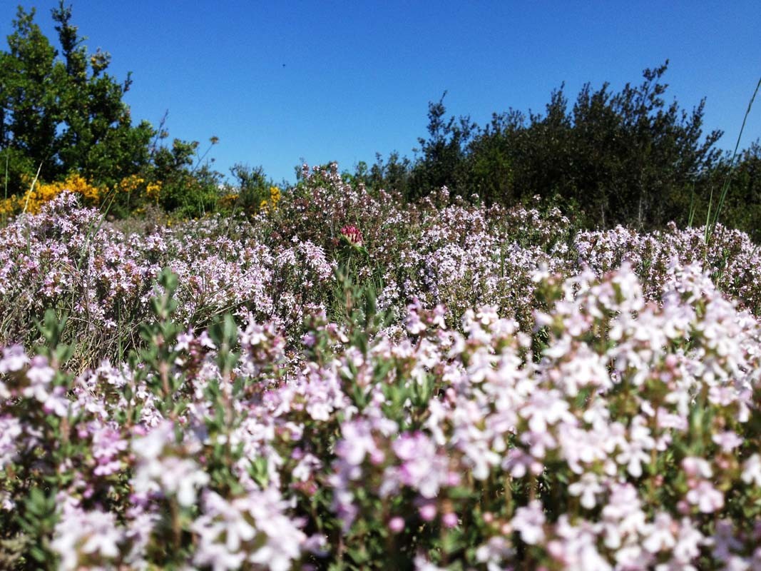 Thym thuyanol du Languedoc – bio et sauvage