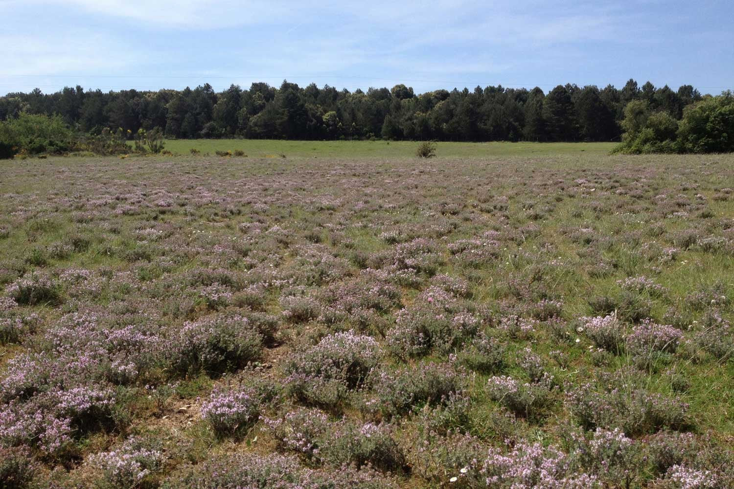Thym thuyanol du Languedoc – bio et sauvage