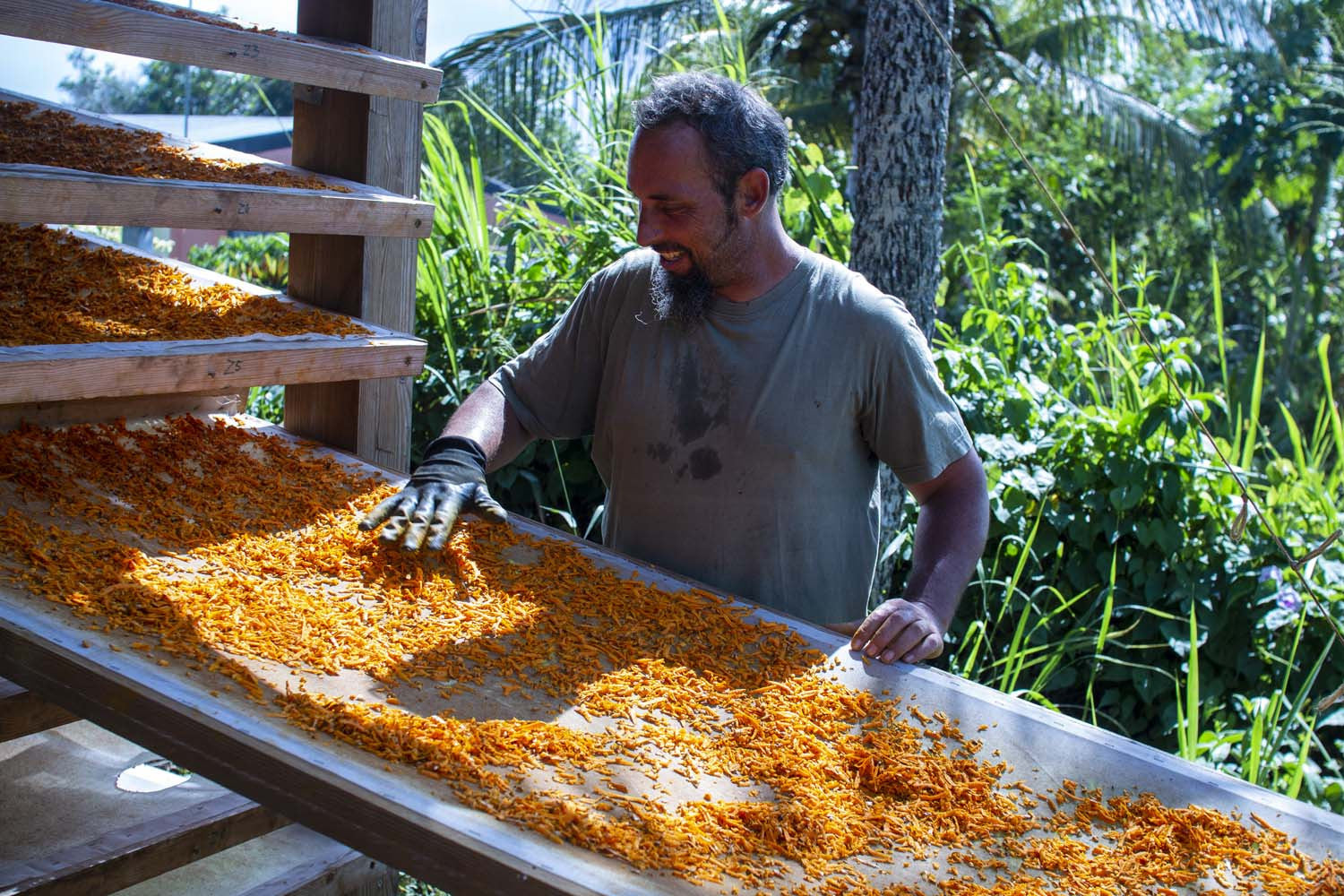 Curcuma de Guadeloupe - bio