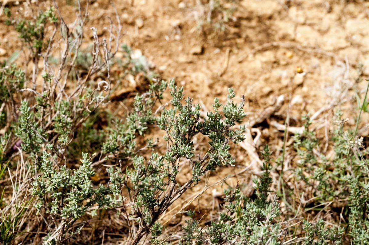 Thym thuyanol du Languedoc – bio et sauvage