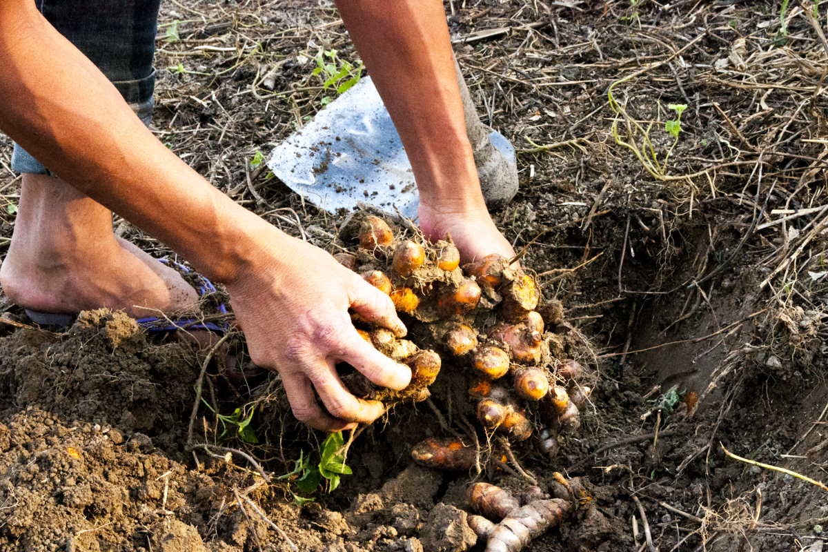 Curcuma de Java - bio