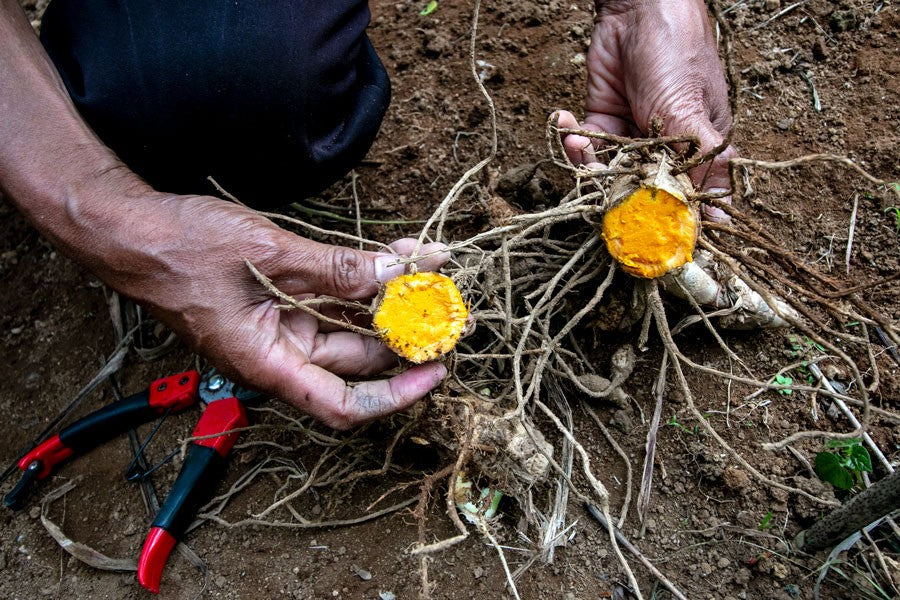 Curcuma de Java - bio