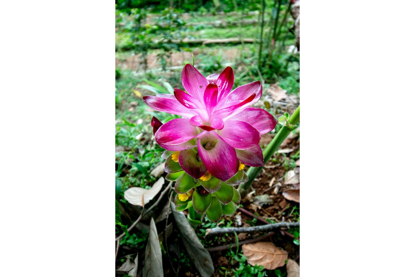 Curcuma de Java - bio