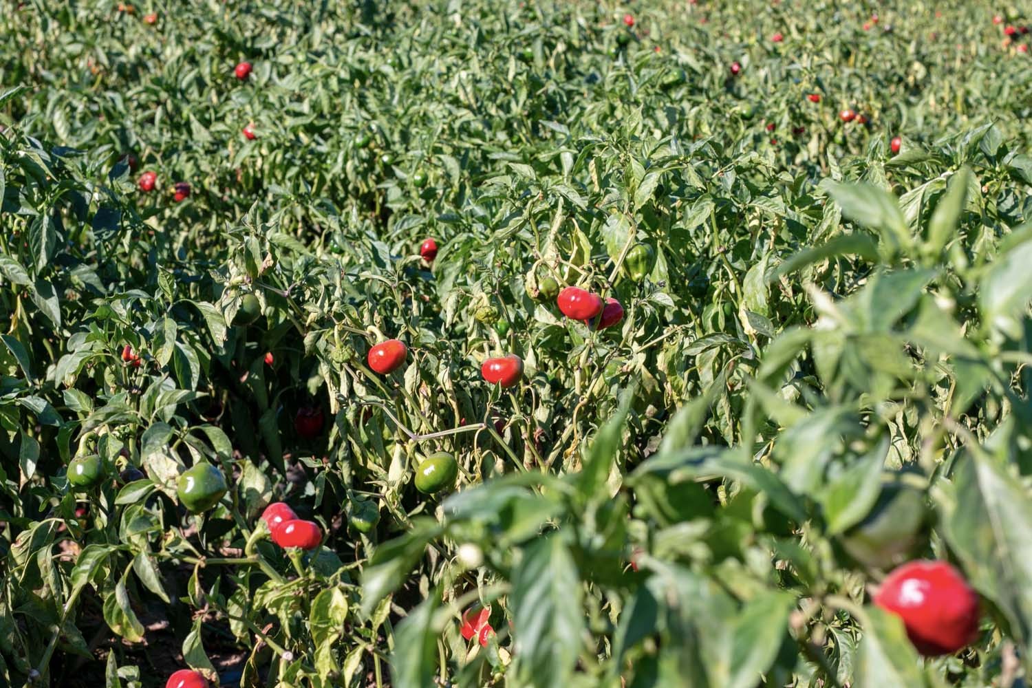 Paprika doux fumé de Murcia - bio