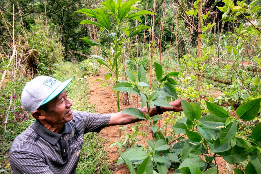 Curcuma de Java - bio