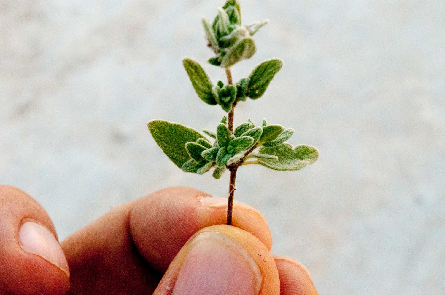 Mélange Za'atar - bio