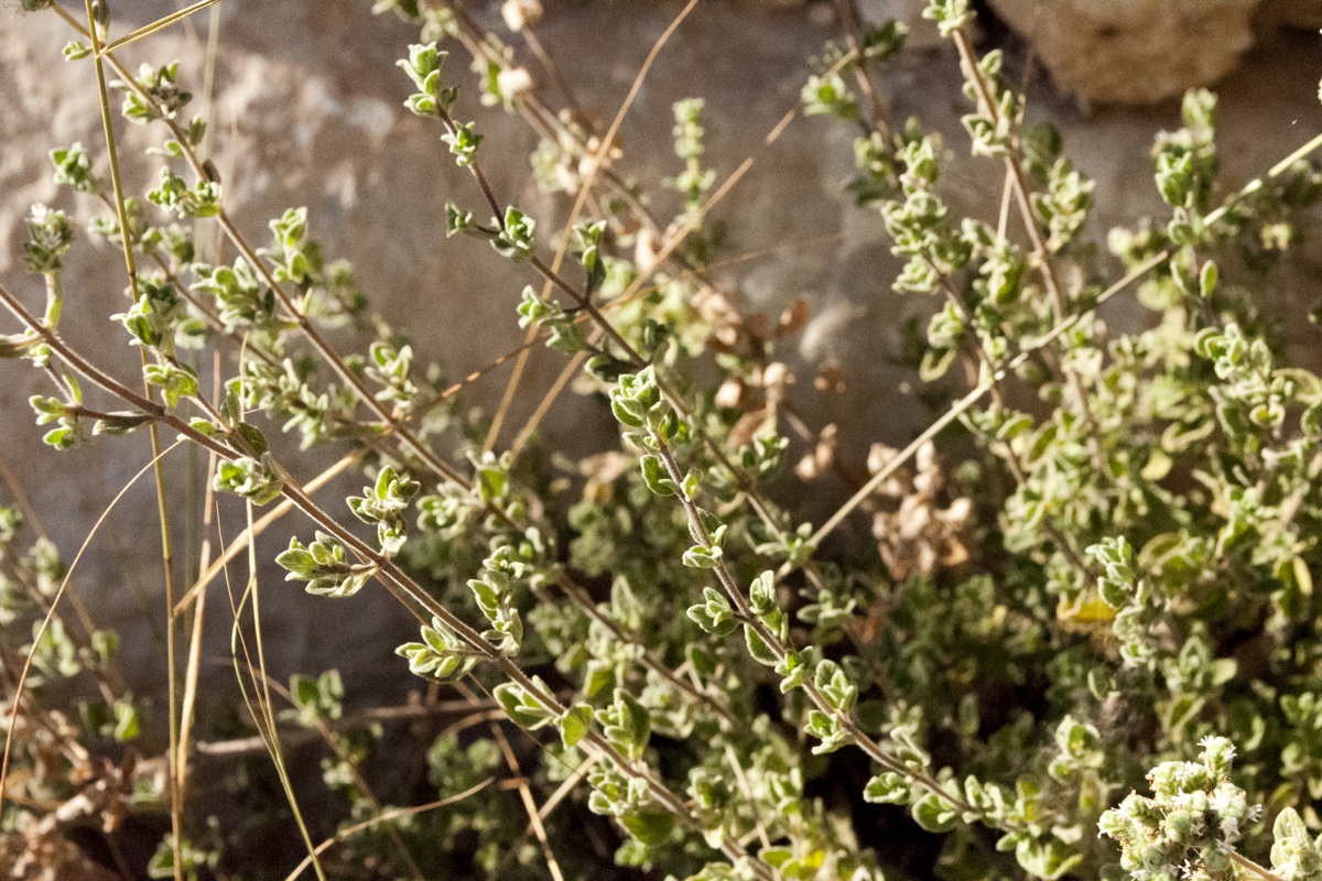 Mélange Za'atar - bio