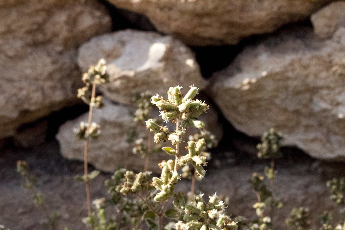 Mélange Za'atar - bio